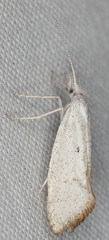 Euceratia castella