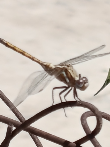 Epaulet Skimmer