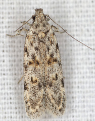 Gelechia versutella