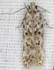 Gelechia versutella