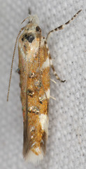 Stagmatophora iridella