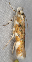 Stagmatophora iridella