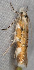 Stagmatophora iridella