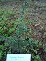 Juniperus communis