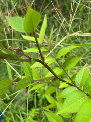 Senna occidentalis, photograph (c) Ian Talty, some rights reserved (CC BY)