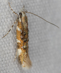 Stagmatophora iridella