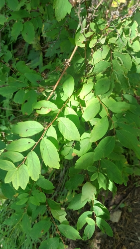 Spiraea media, photograph 6