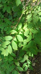 Spiraea media, photograph (c) ivansemenkov, some rights reserved (CC BY)