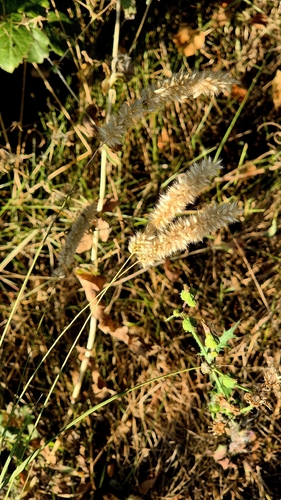 Melica transsilvanica, photograph 3