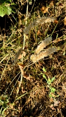 Melica transsilvanica, photograph (c) Анна Митрошенкова, some rights reserved (CC BY)