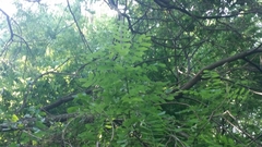 Styphnolobium affine