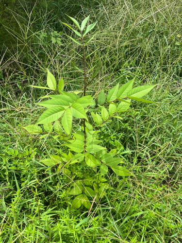 Senna occidentalis, photograph 4