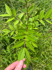 Senna occidentalis, photograph (c) Ian Talty, some rights reserved (CC BY)