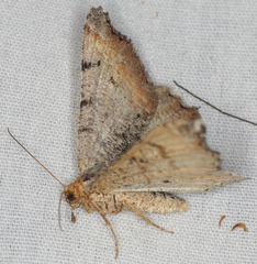 Macaria adonis