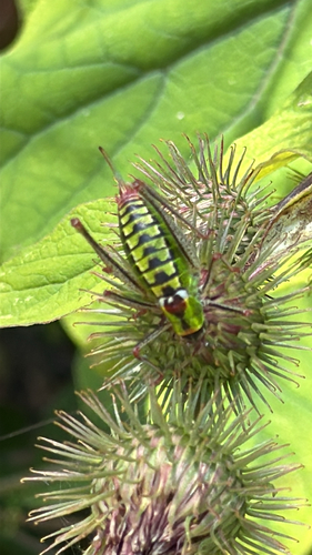 Bellied Bright Bush-cricket