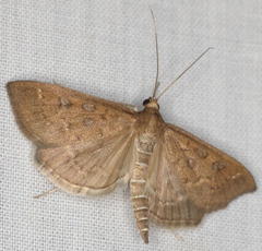 Mecyna mustelinalis