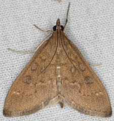 Mecyna mustelinalis