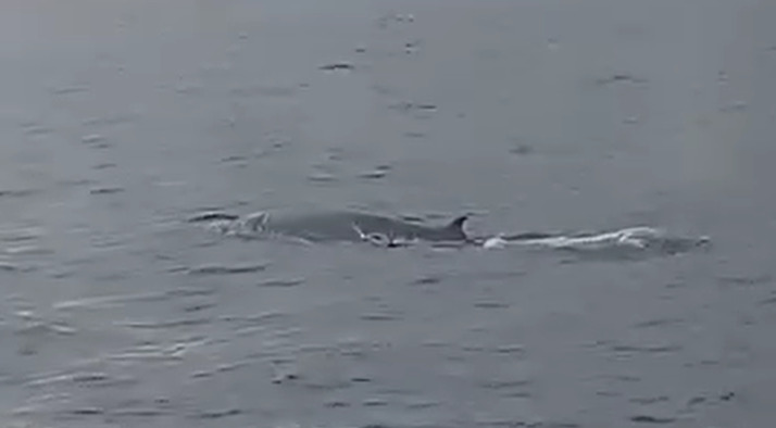 Balaenoptera edeni