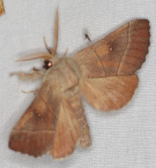 Nadata