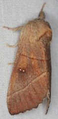 Nadata
