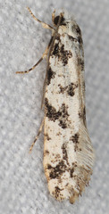 Nemapogon granella