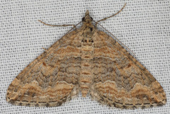 Perizoma custodiata
