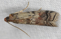 Ancylosis undulatella