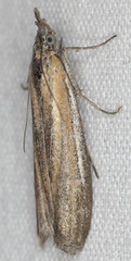 Pima albocostalis