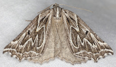 Plataea californiaria