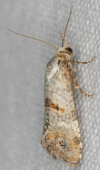 Platphalonidia felix