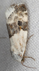 Ponometia elegantula