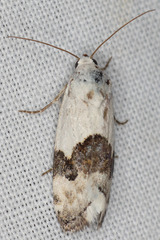 Ponometia elegantula