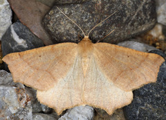 Prochoerodes truxaliata