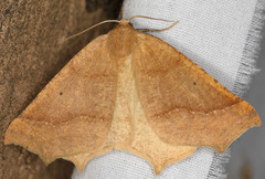 Prochoerodes truxaliata