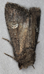 Properigea niveirena