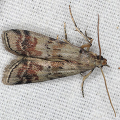 Ancylosis undulatella