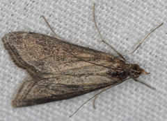 Pyrausta napaealis