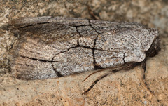 Sympistis ragani