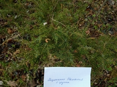 Juniperus communis