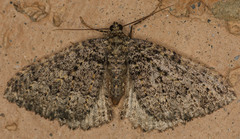 Triphosa californiata