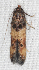 Walshia miscecolorella