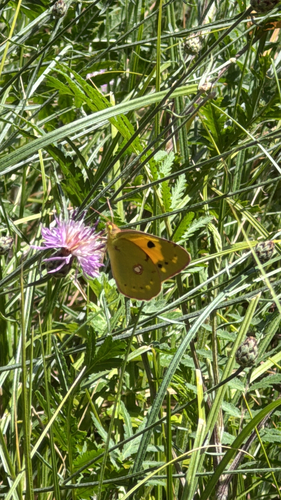 Clouded Yellow