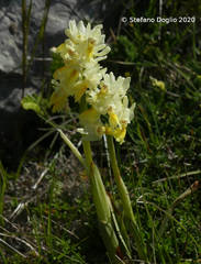 Orchis pauciflora