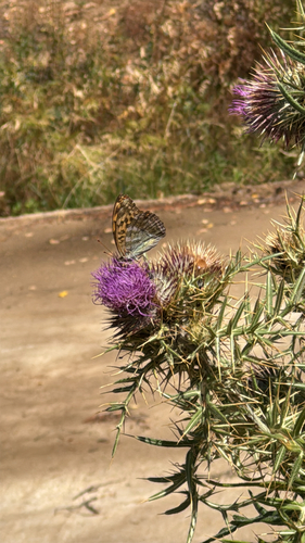 Silver-washed Fritillary