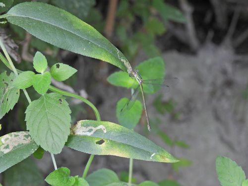 Eastern Willow Spreadwing