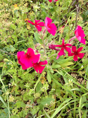 Phlox drummondii drummondii