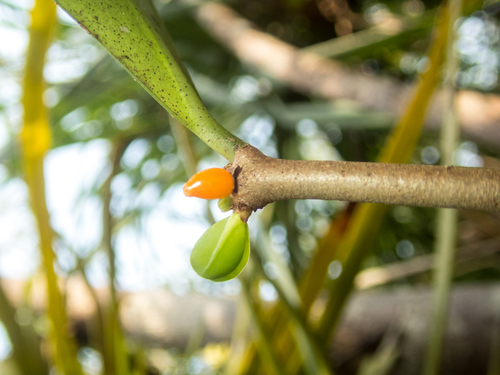Hydnophytum formicarum, photograph 5
