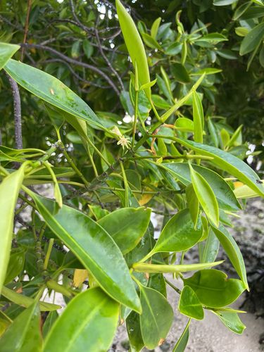 Bruguiera cylindrica observed 2026-08-30