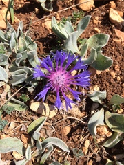 Centaurea montana