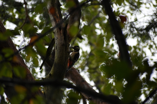 Great Spotted Woodpecker